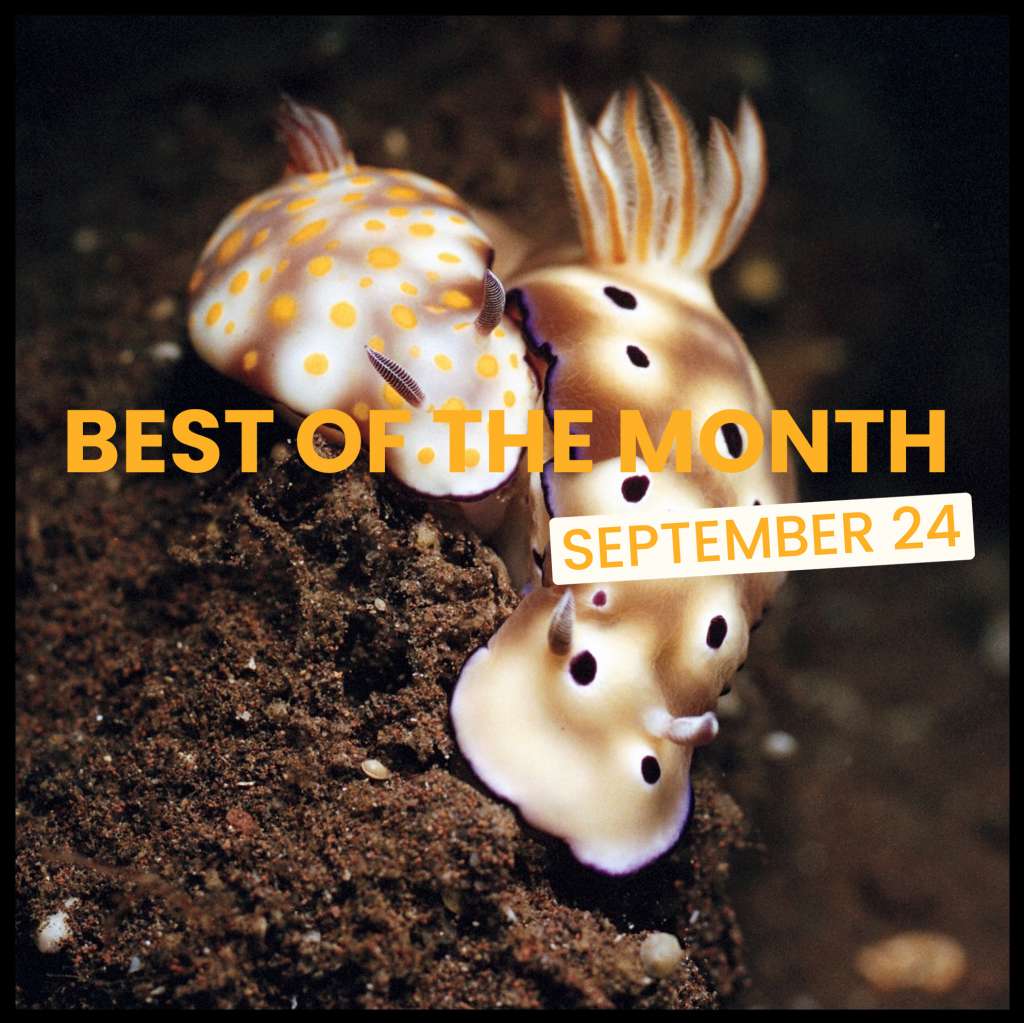 Best of the month: September 24