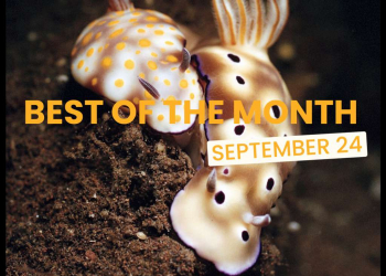 Best of the month: September 24